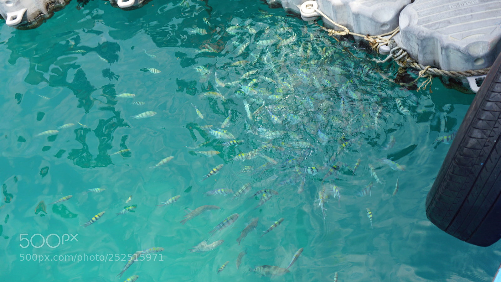 Sony a6000 sample photo. Underwater fish swarm photography