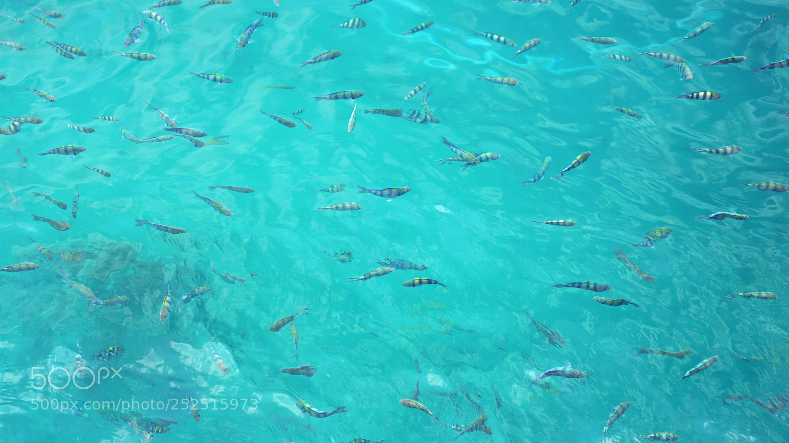 Sony a6000 sample photo. Underwater fish swarm photography