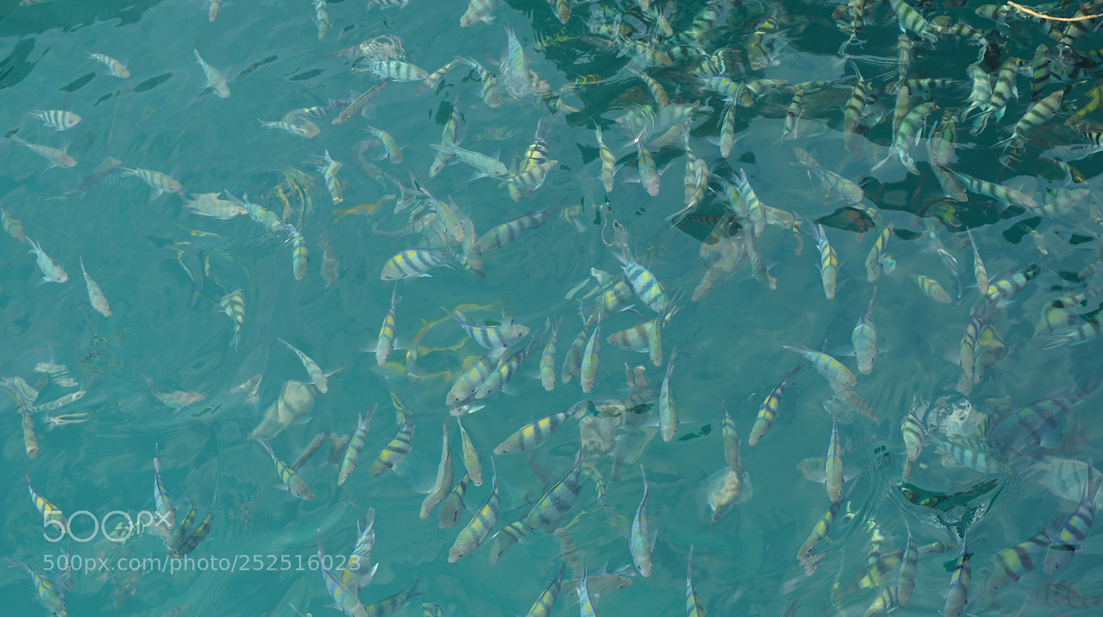 Sony a6000 sample photo. Underwater fish swarm photography