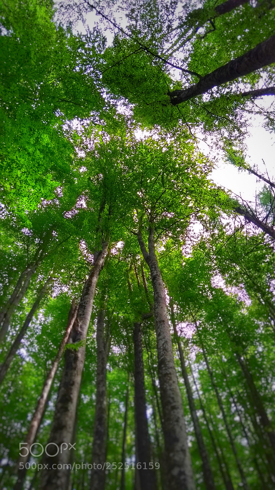 Motorola Moto G (5th Gen) sample photo. Trees in folgaria (trento) photography