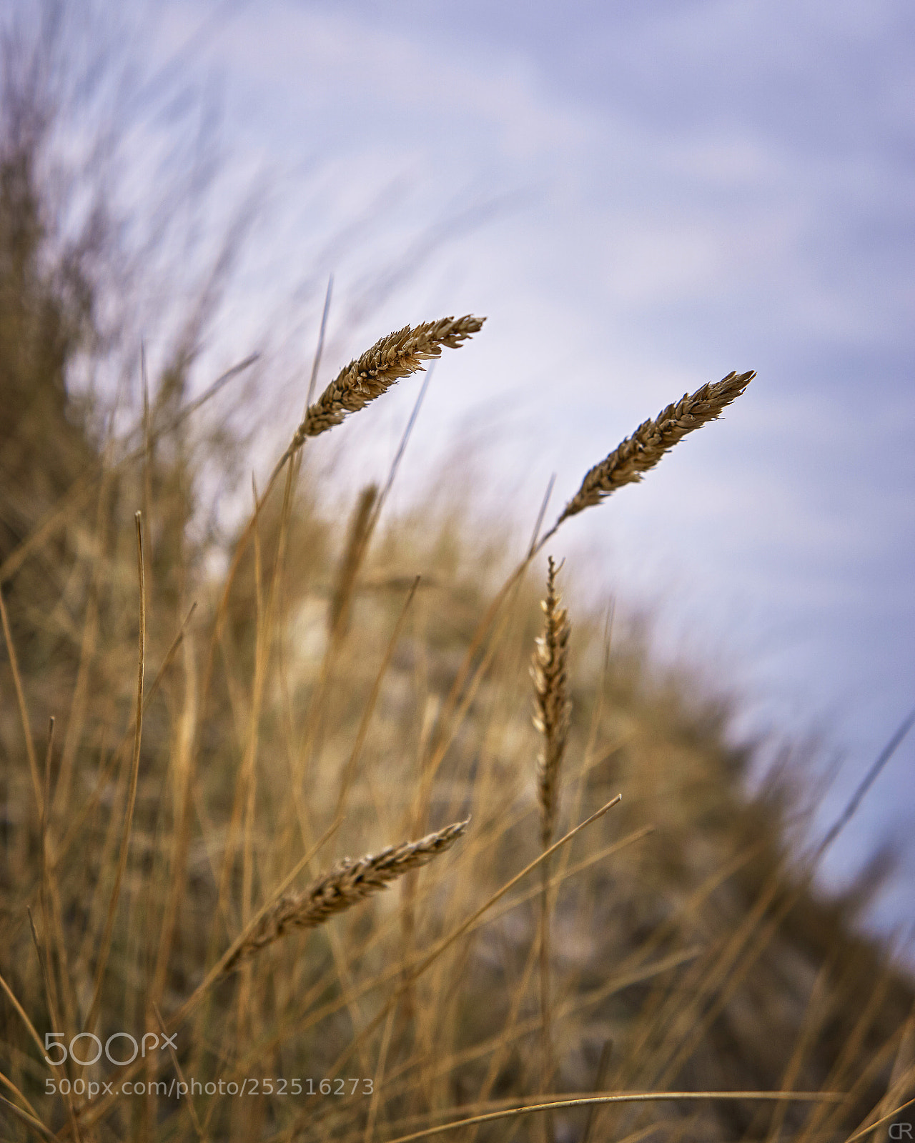 Sony a6000 sample photo. Strandhafer photography