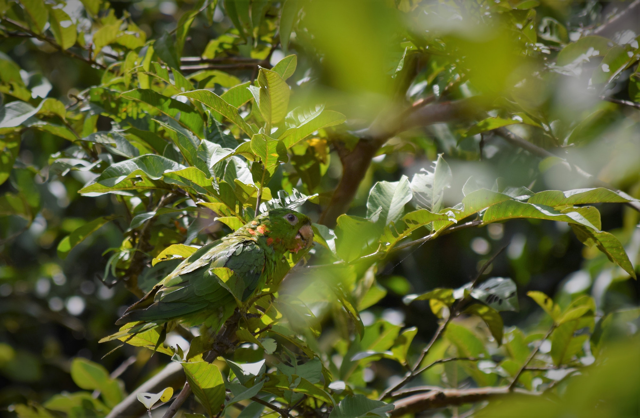 Nikon D5300 sample photo. Maritaca photography