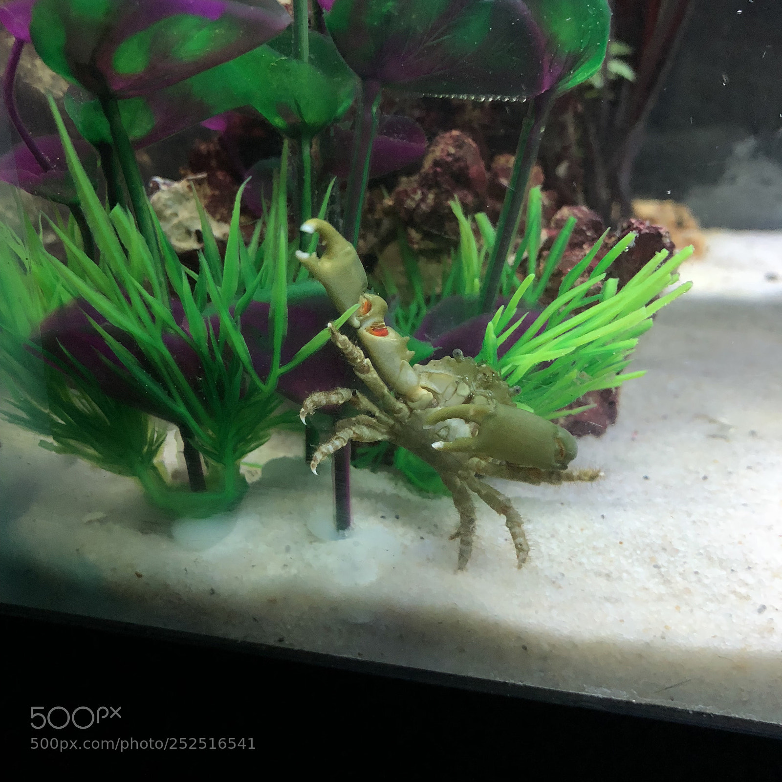 Apple iPhone X sample photo. Emerald green crab photography