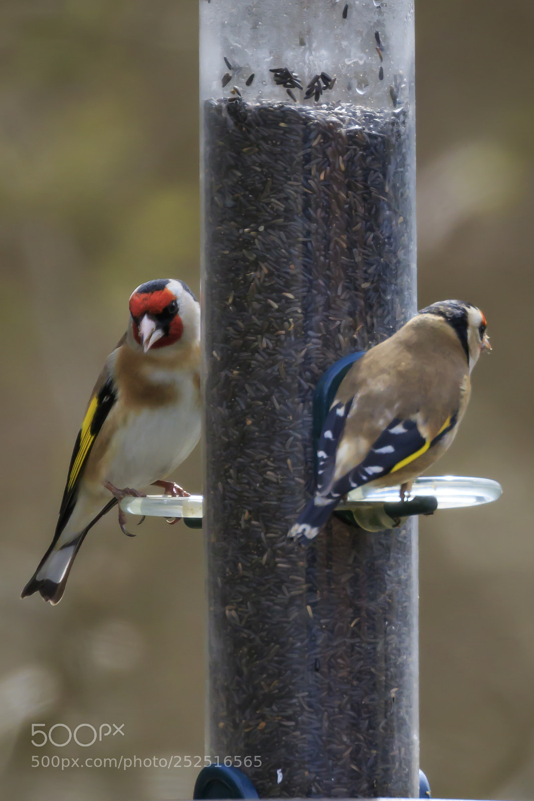 Canon EOS 7D Mark II sample photo. Great spotted woodpeckers 2 photography