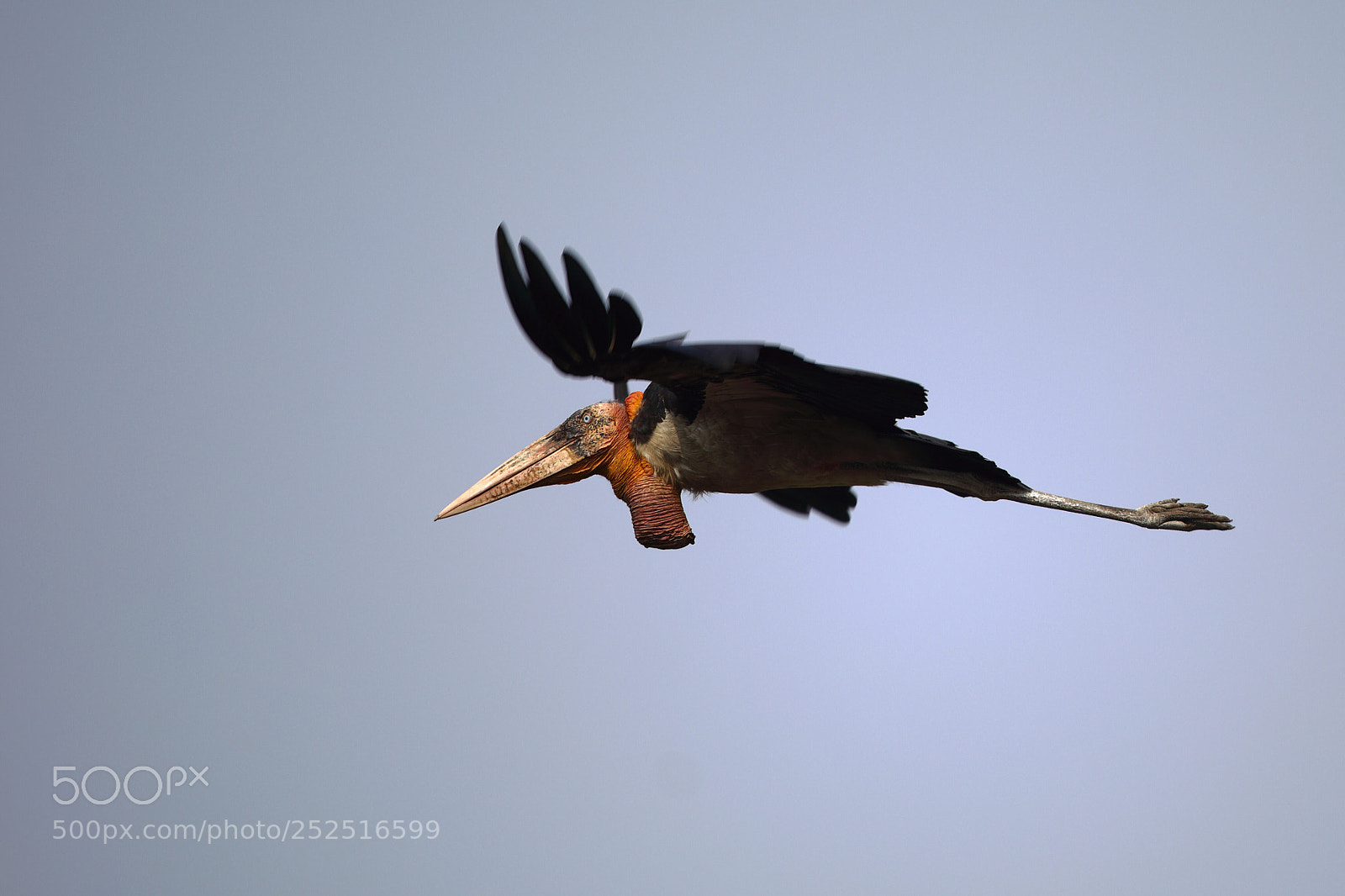 Canon EOS 5D Mark IV sample photo. Greater adjutant - endangered photography