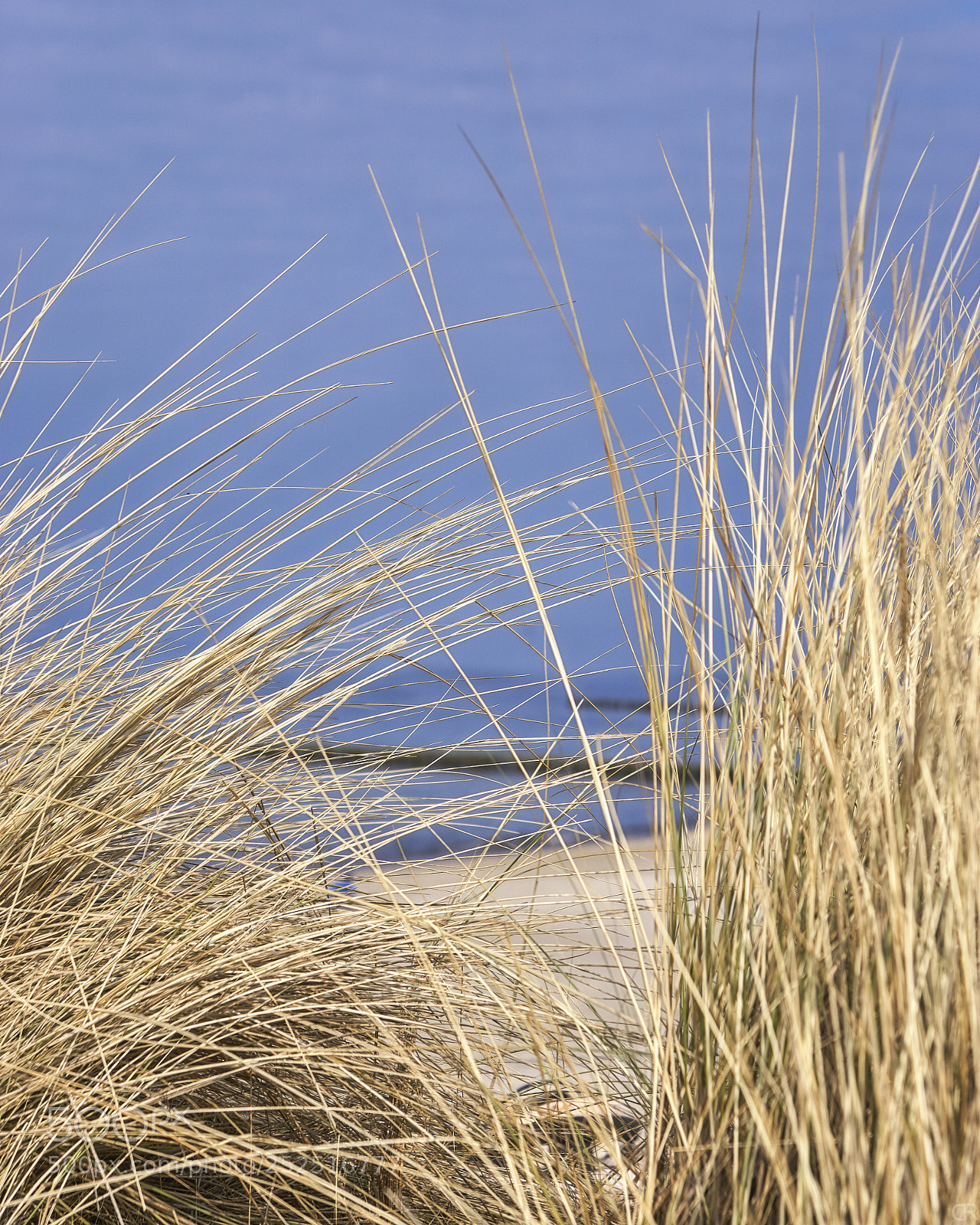 Sony a6000 sample photo. Dünengrass photography