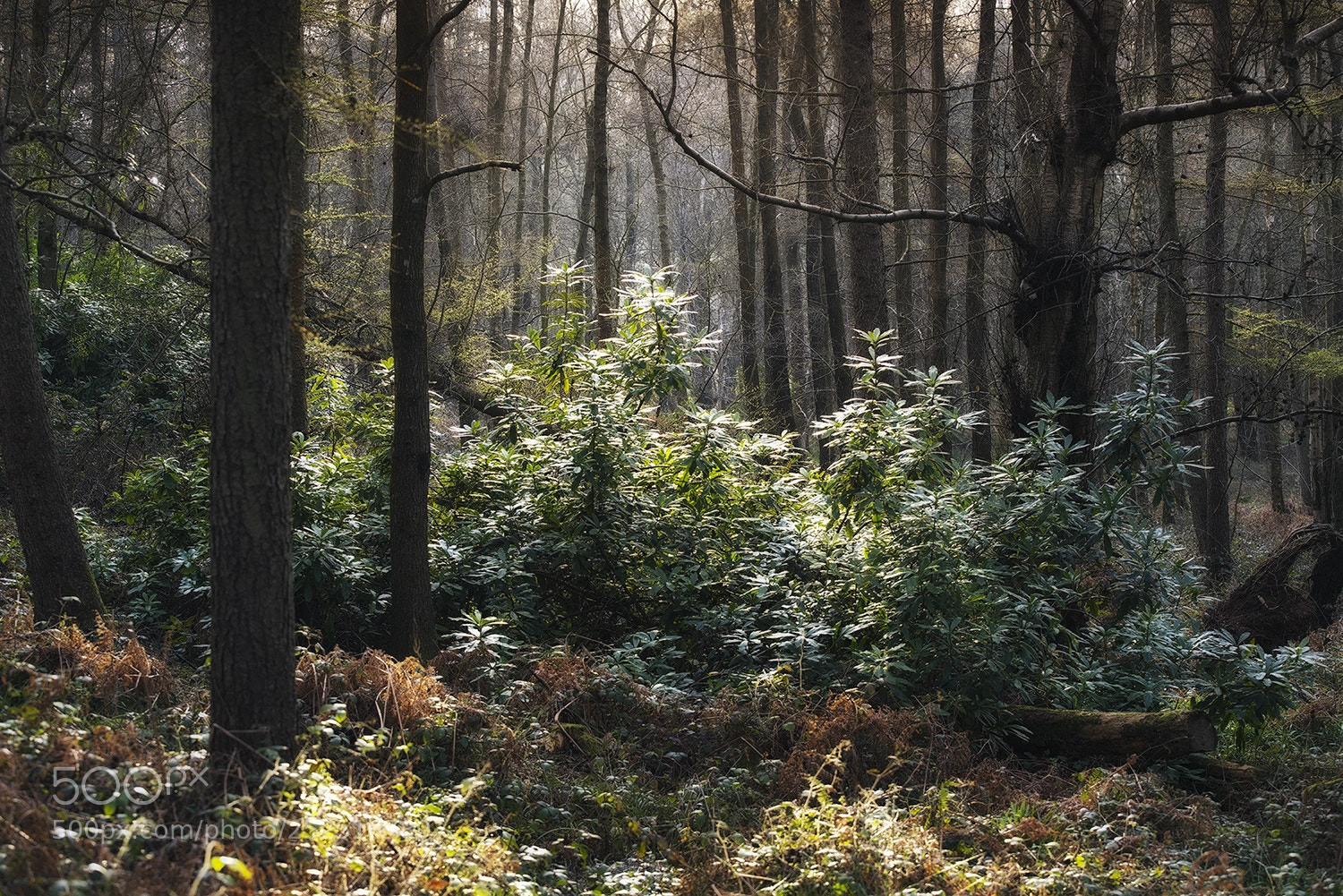 Sony a7R II sample photo. Forest light photography