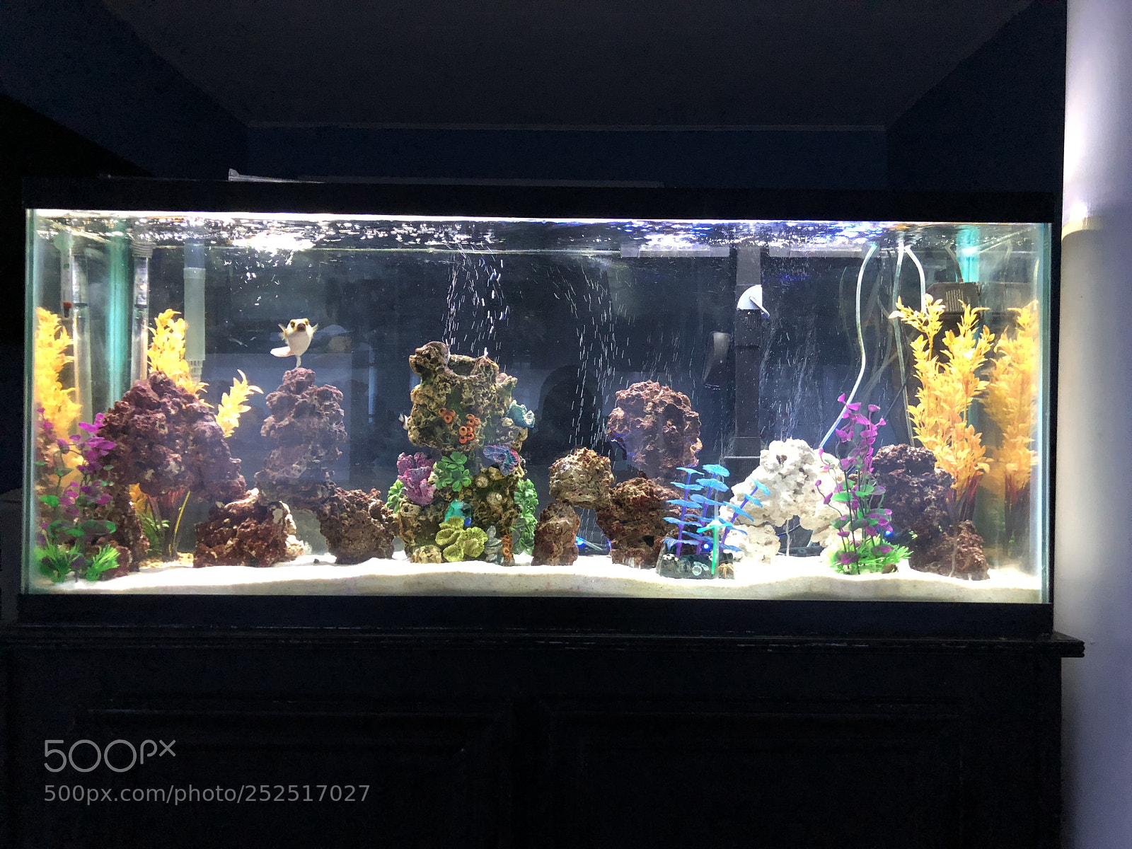 Apple iPhone X sample photo. Aquarium photography