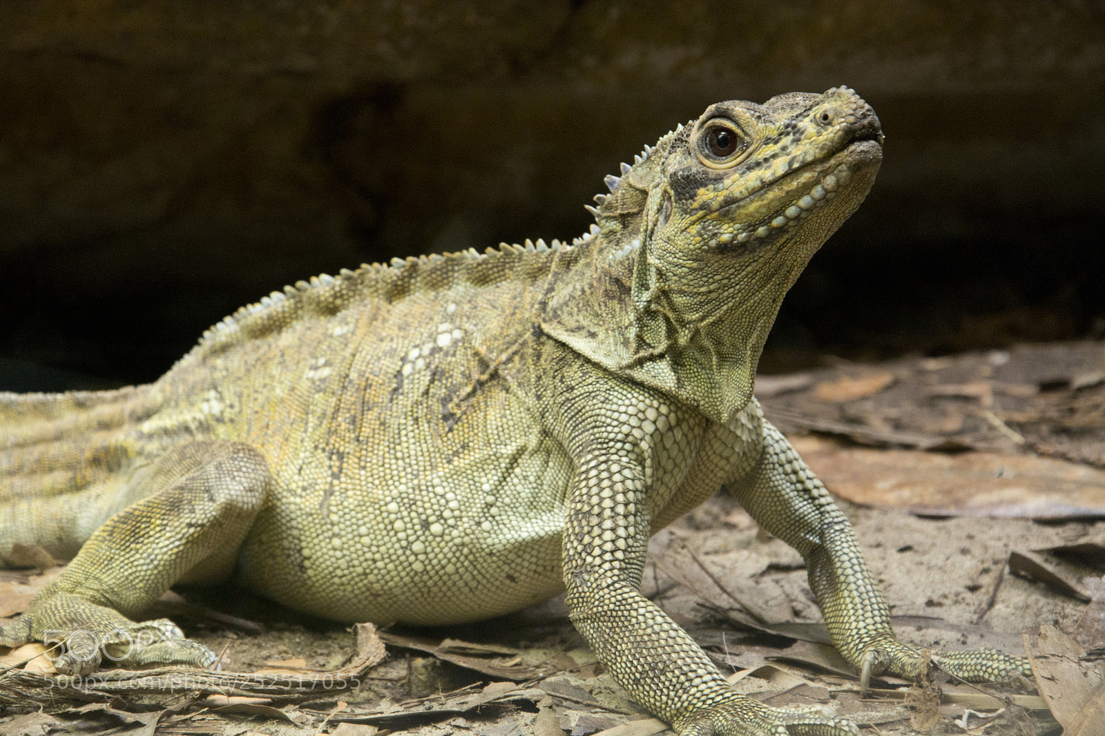 Nikon D7100 sample photo. Lounge lizard photography