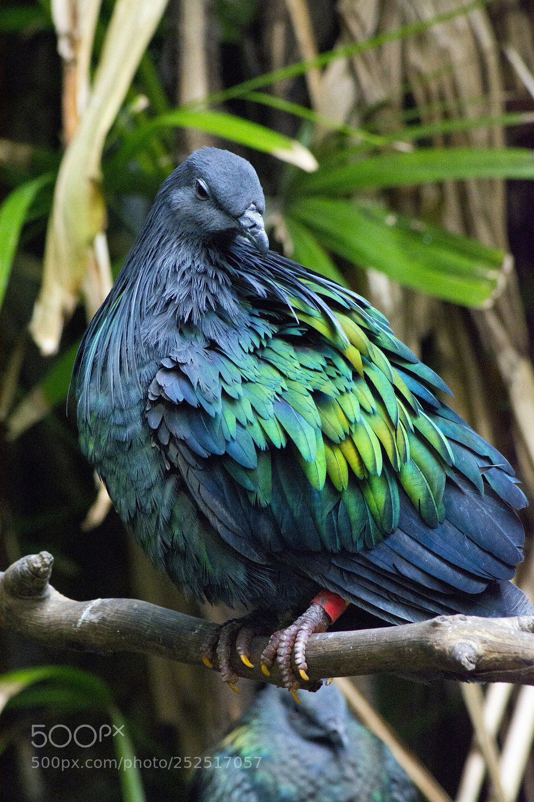 Nikon D7100 sample photo. Forest bird photography