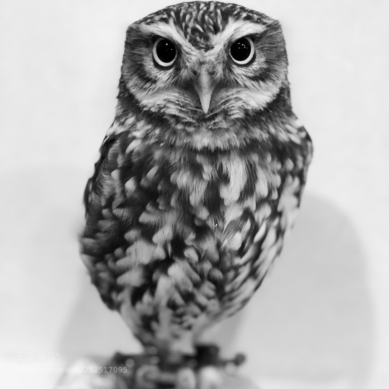 Apple iPhone 8 Plus sample photo. Owl cafe photography