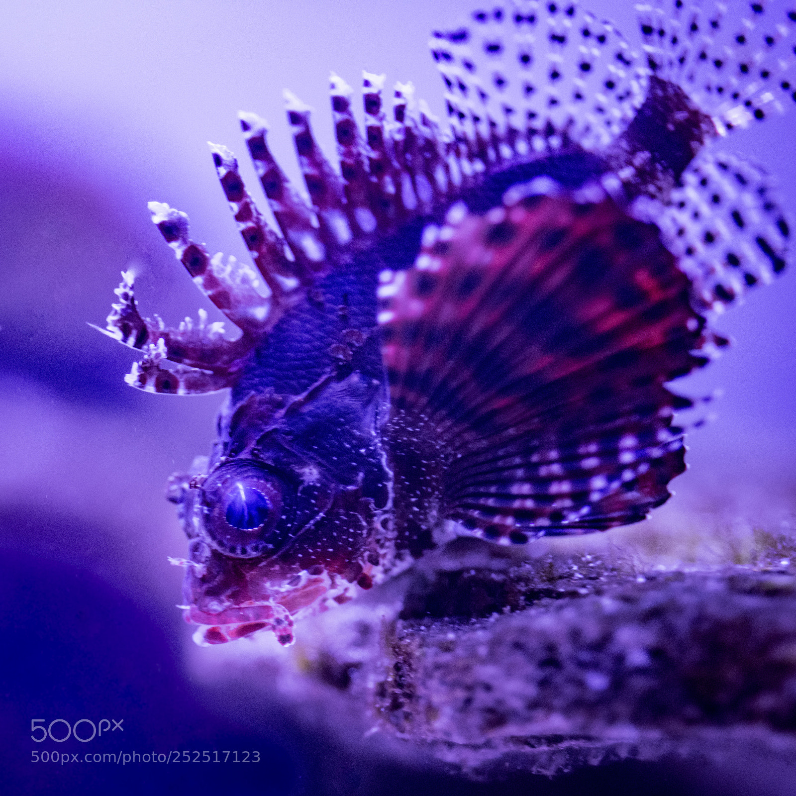Nikon D850 sample photo. Fuzzy dwarf lionfish photography