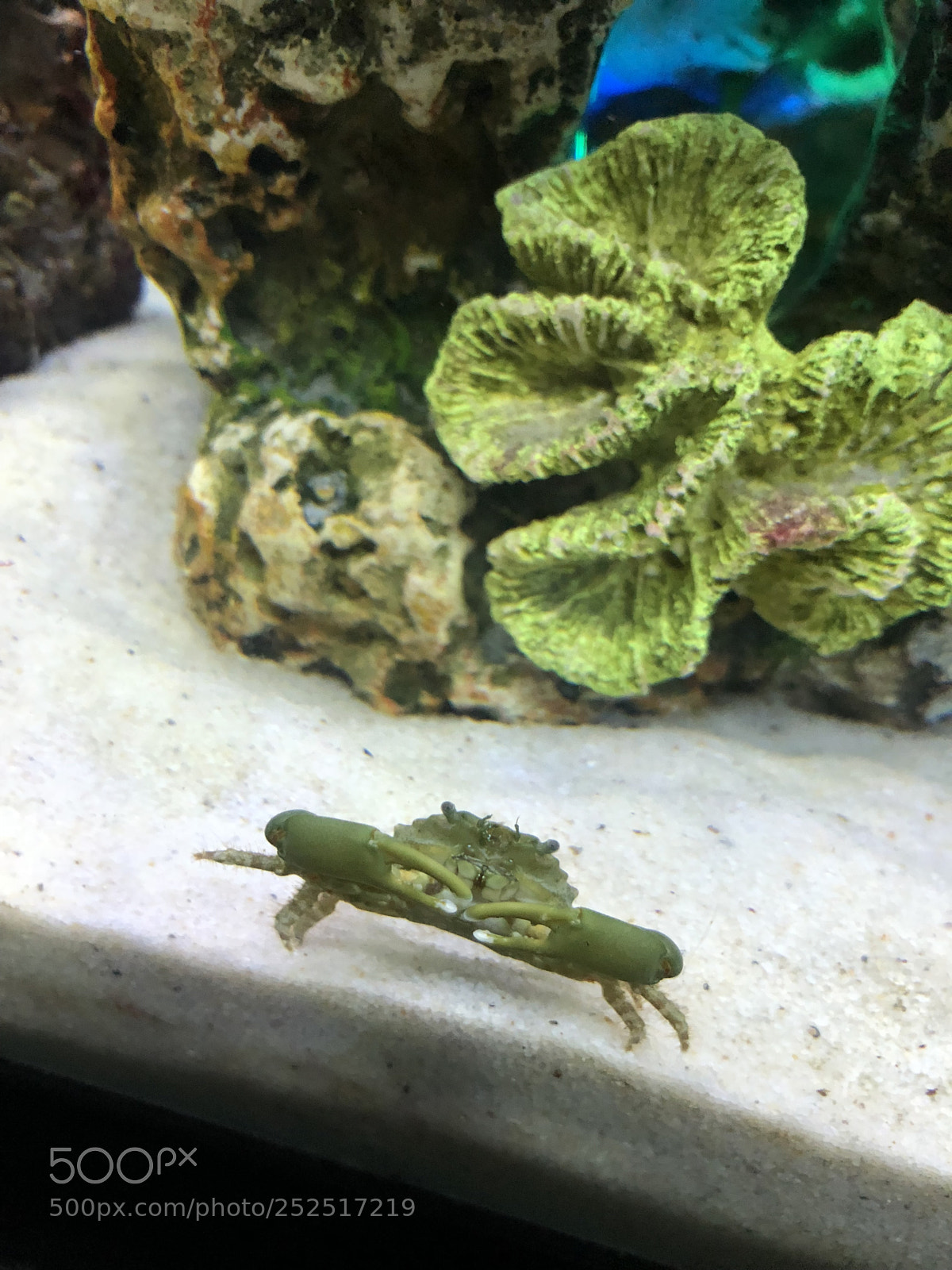 Apple iPhone X sample photo. Emerald green crab  photography