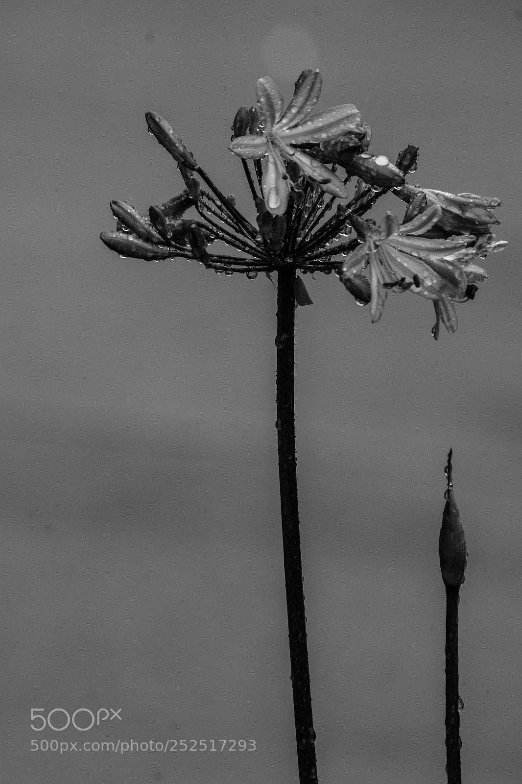 Pentax K-S2 sample photo. Grey photography