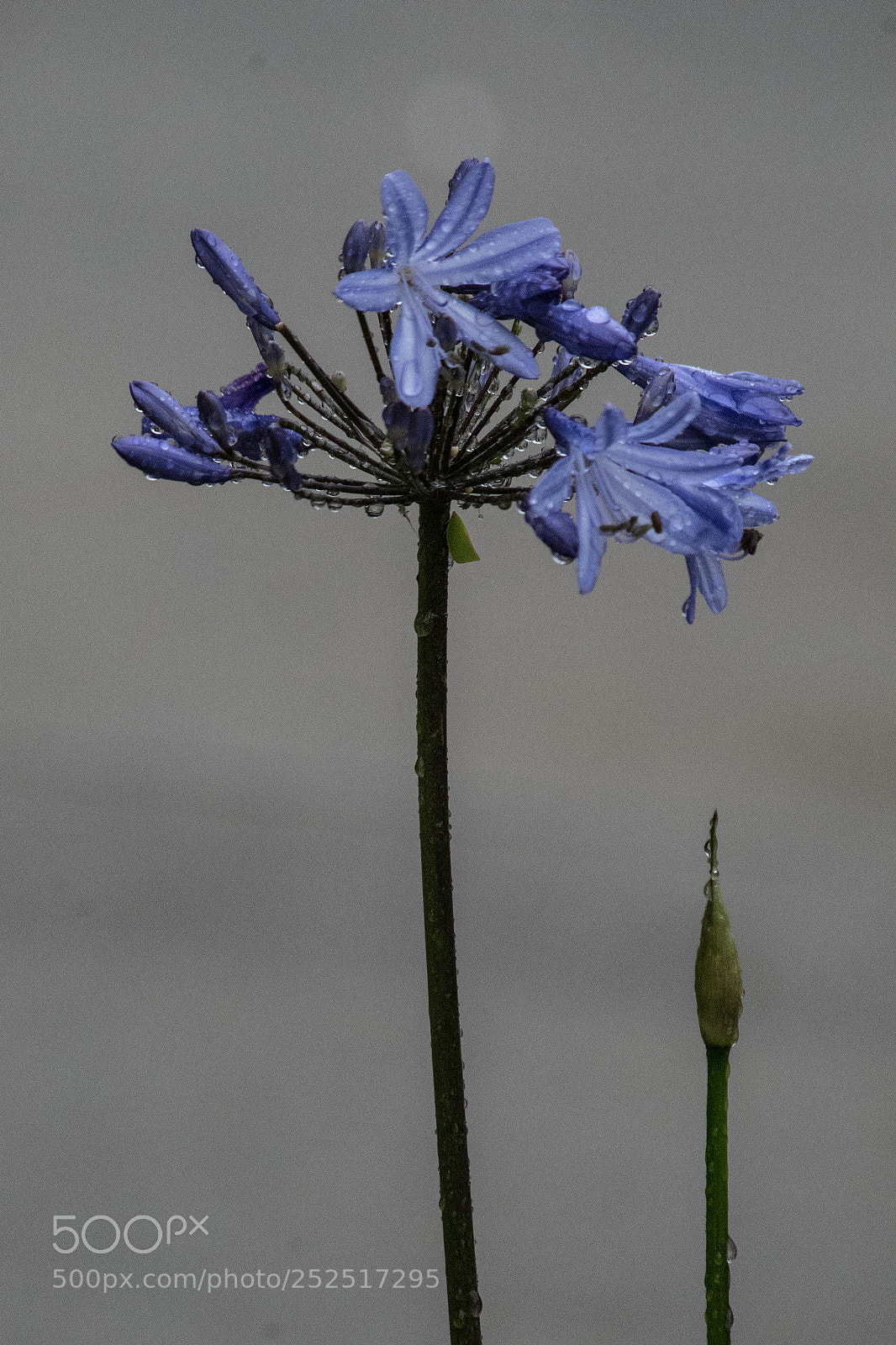 Pentax K-S2 sample photo. Purplr photography