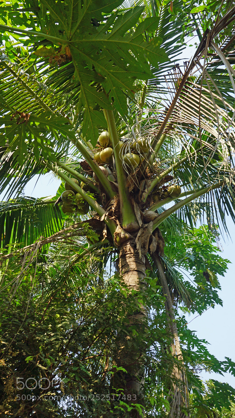 Sony a6000 sample photo. Cropping a coconut photography