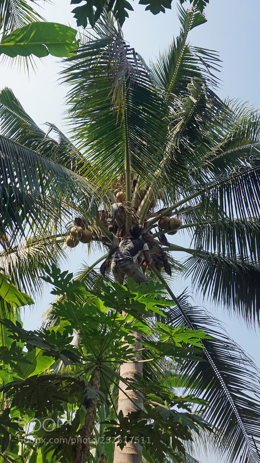 Sony a6000 sample photo. Cropping a coconut photography