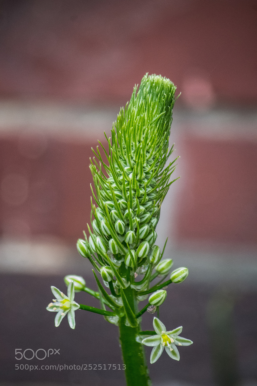 Pentax K-S2 sample photo. Bud green photography