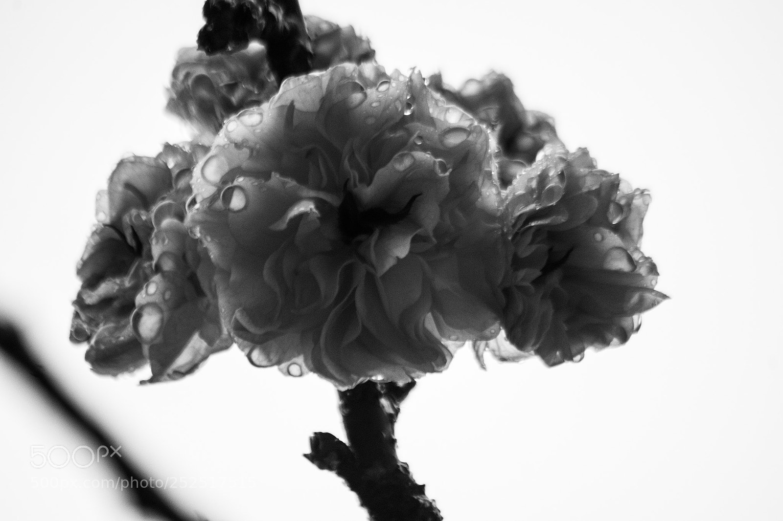 Pentax K-S2 sample photo. Bellow photography