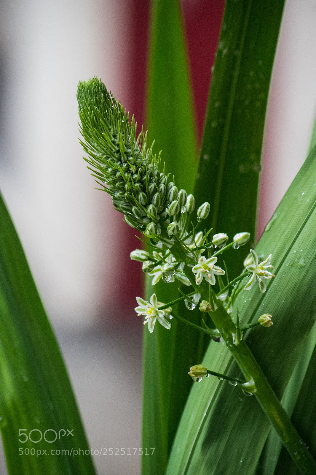 Pentax K-S2 sample photo. Flowers photography