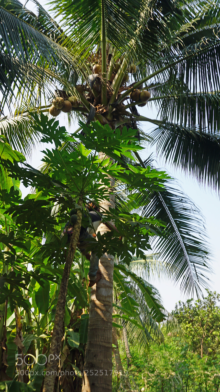 Sony a6000 sample photo. Cropping a coconut photography