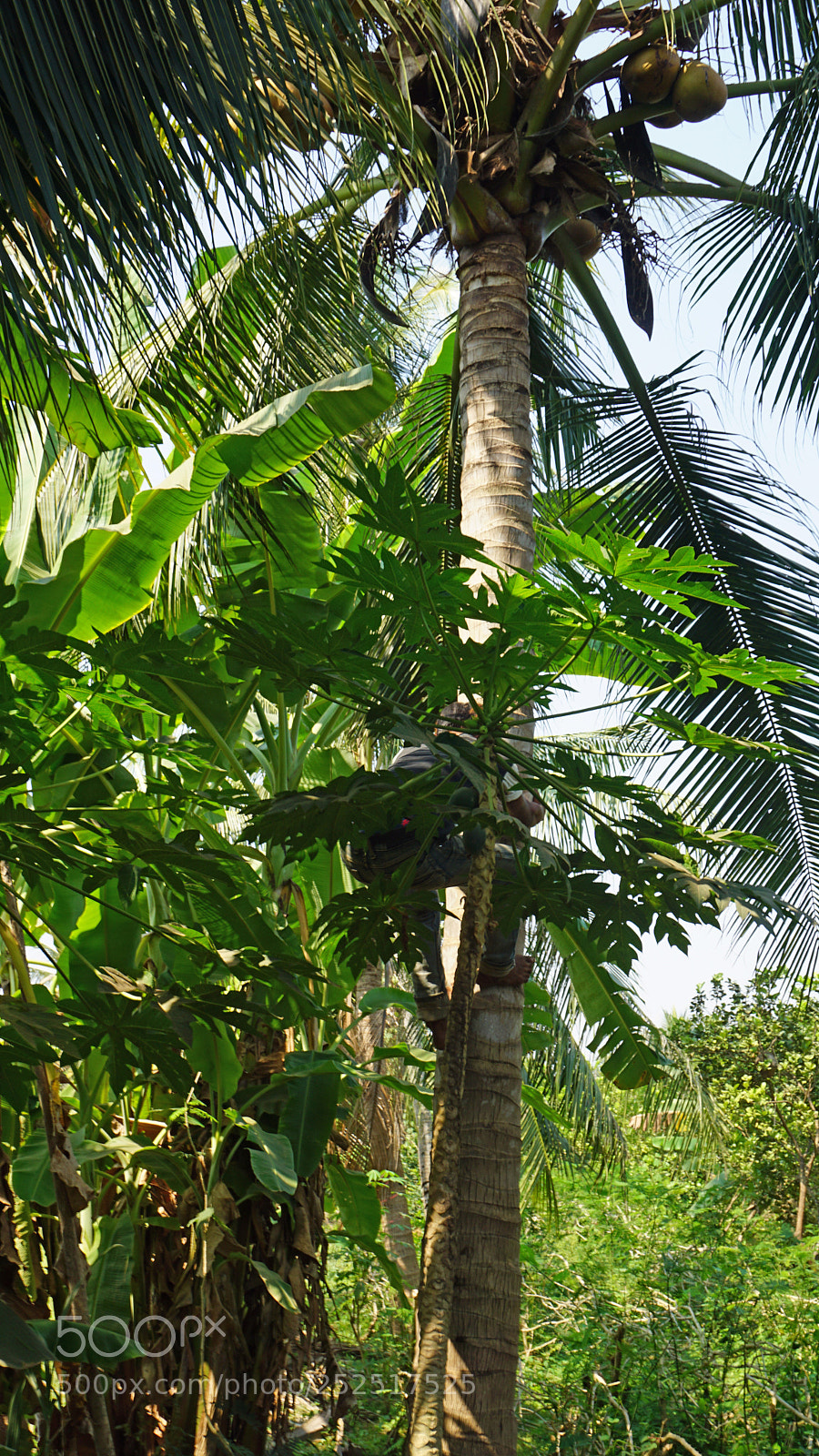 Sony a6000 sample photo. Cropping a coconut photography