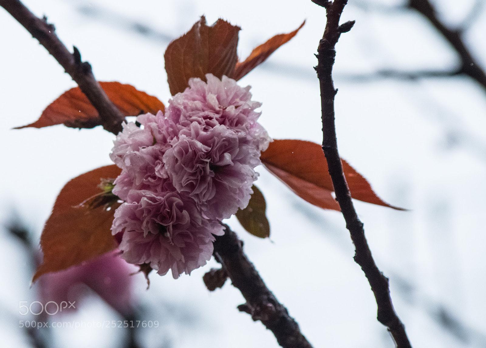 Pentax K-S2 sample photo. Blossoms photography