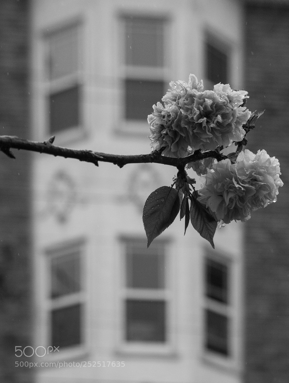 Pentax K-S2 sample photo. Windows photography