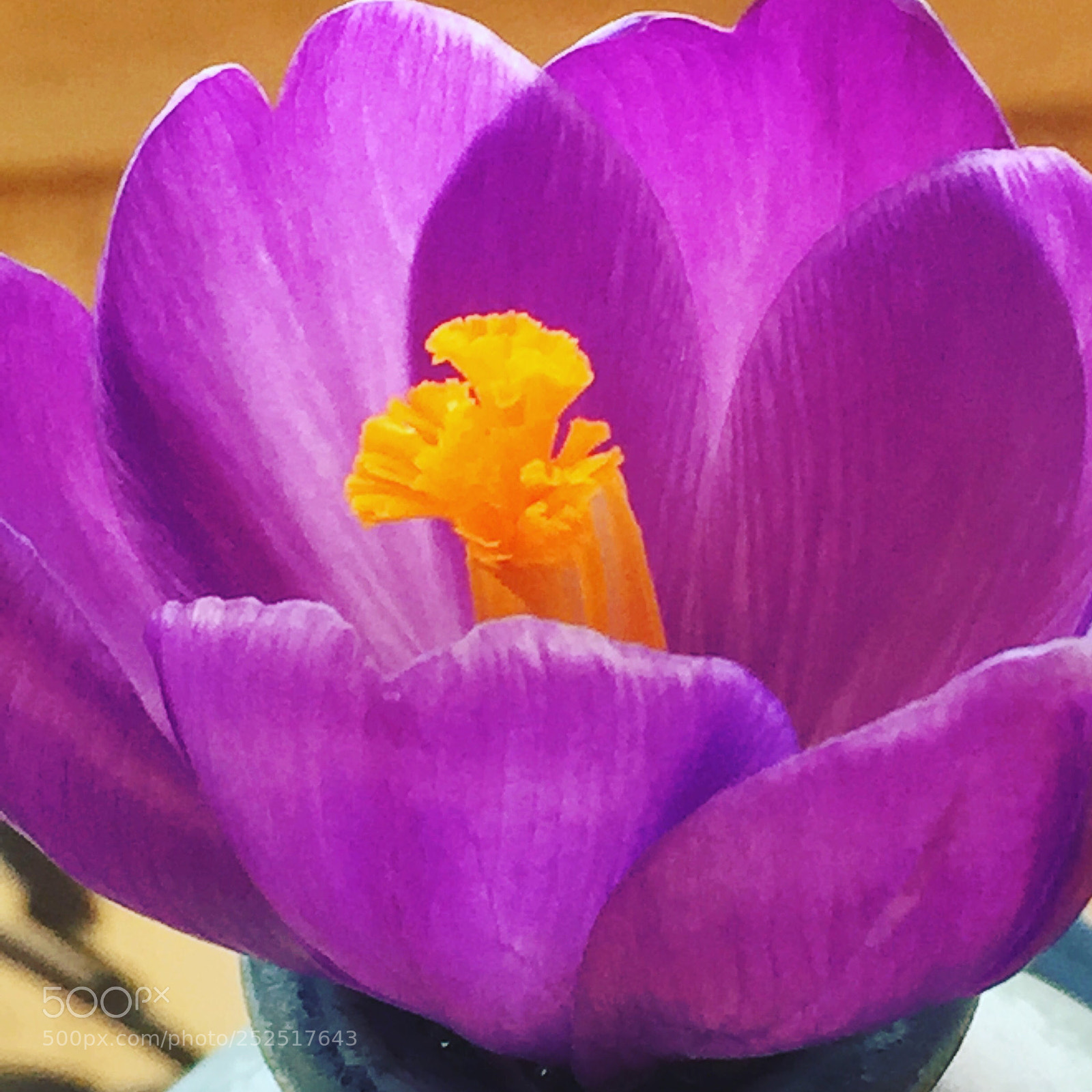 Apple iPhone 6 sample photo. Bold colors photography