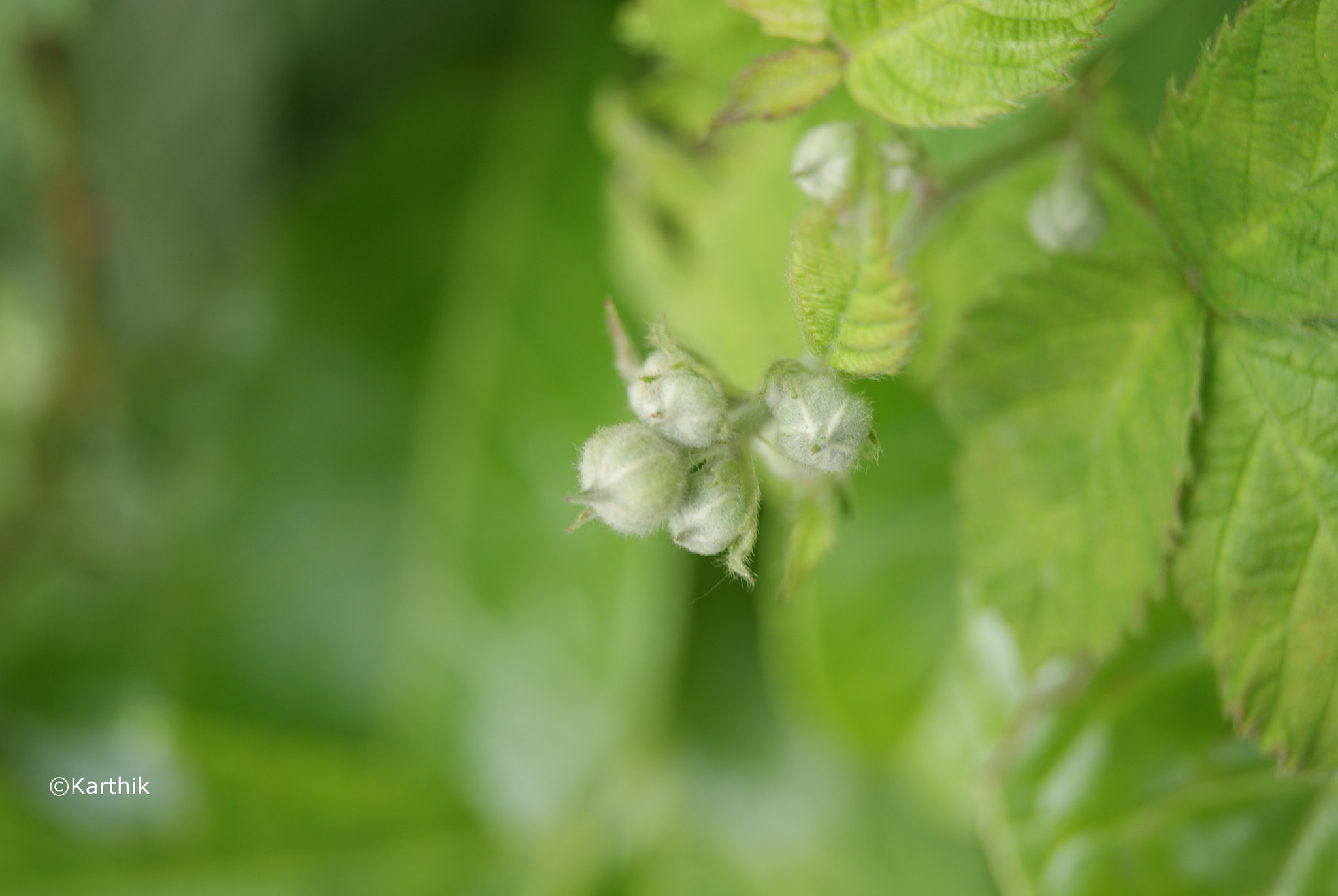 Sony Alpha DSLR-A330 sample photo. Spring photography