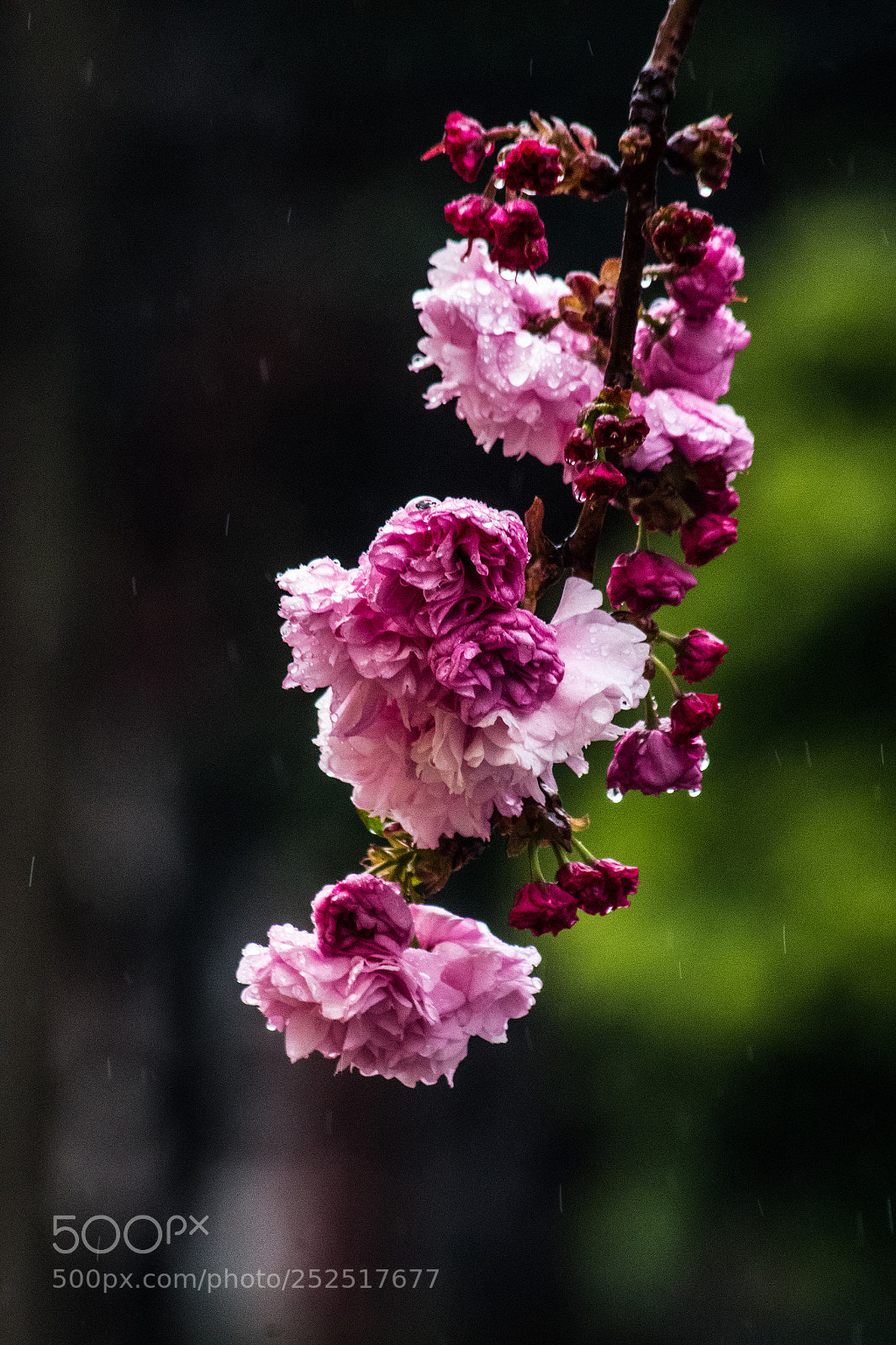 Pentax K-S2 sample photo. Hanging photography