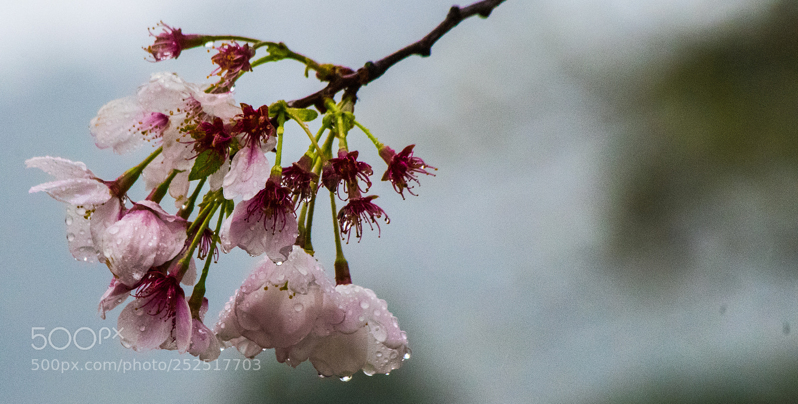 Pentax K-S2 sample photo. Side photography