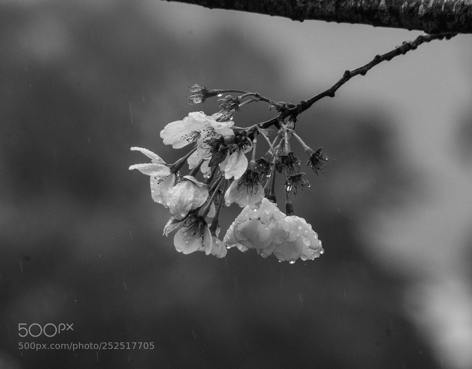 Pentax K-S2 sample photo. Branched photography