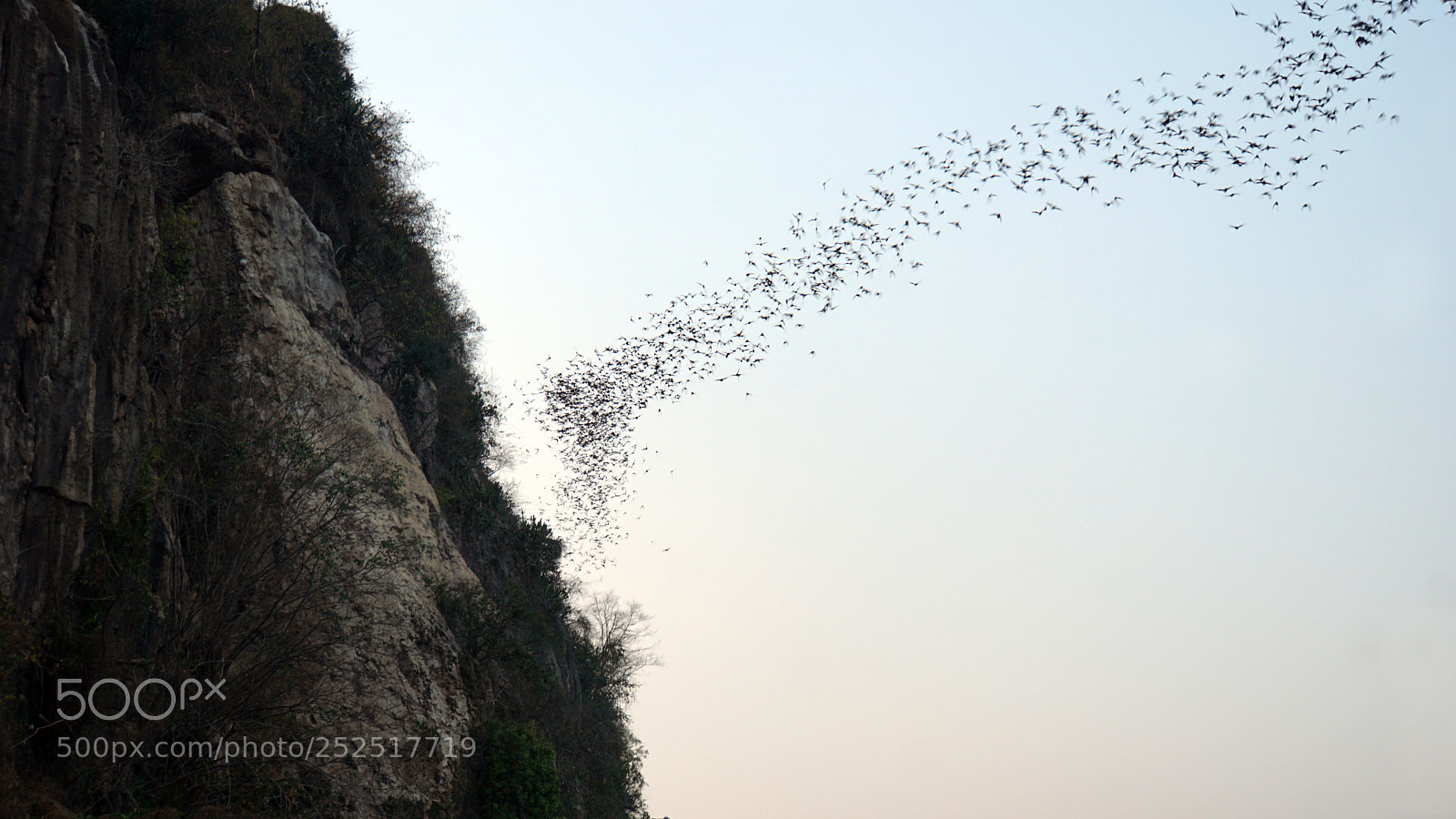 Sony a6000 sample photo. Bats flying out of photography