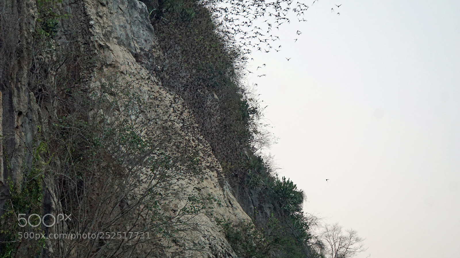 Sony a6000 sample photo. Bats flying out of photography