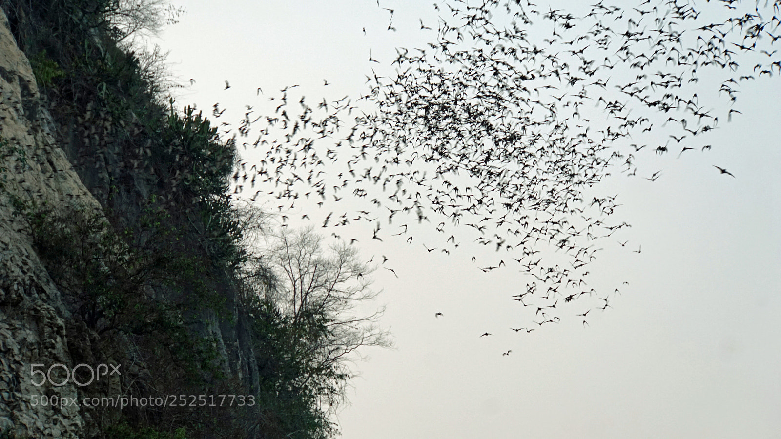 Sony a6000 sample photo. Bats flying out of photography