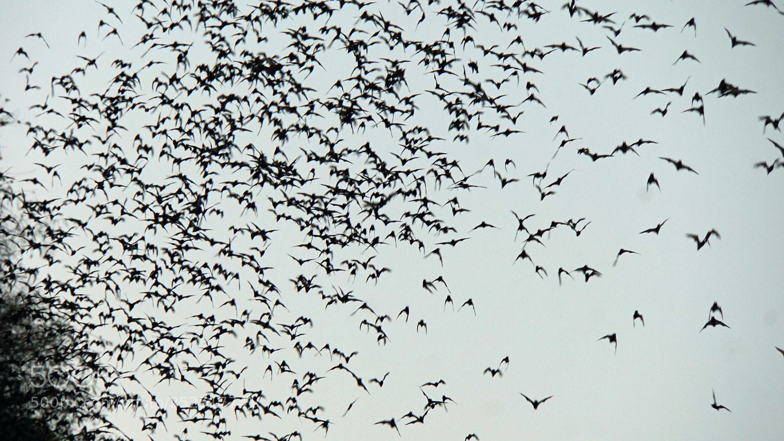 Sony a6000 sample photo. Bats flying out of photography