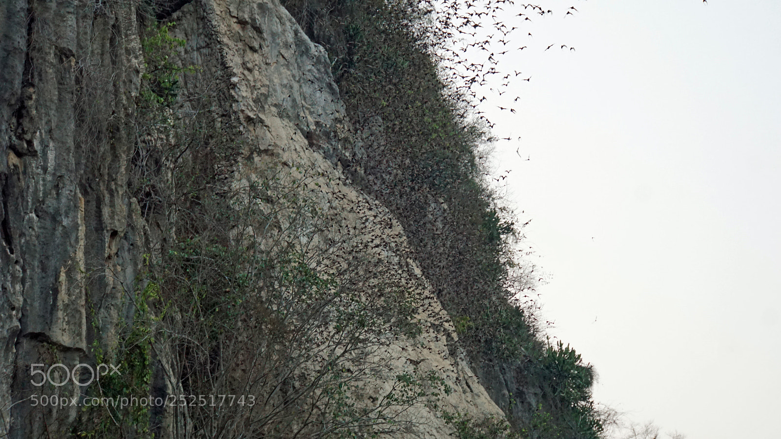 Sony a6000 sample photo. Bats flying out of photography