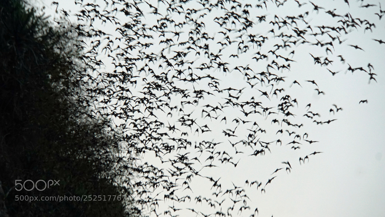 Sony a6000 sample photo. Bats flying out of photography