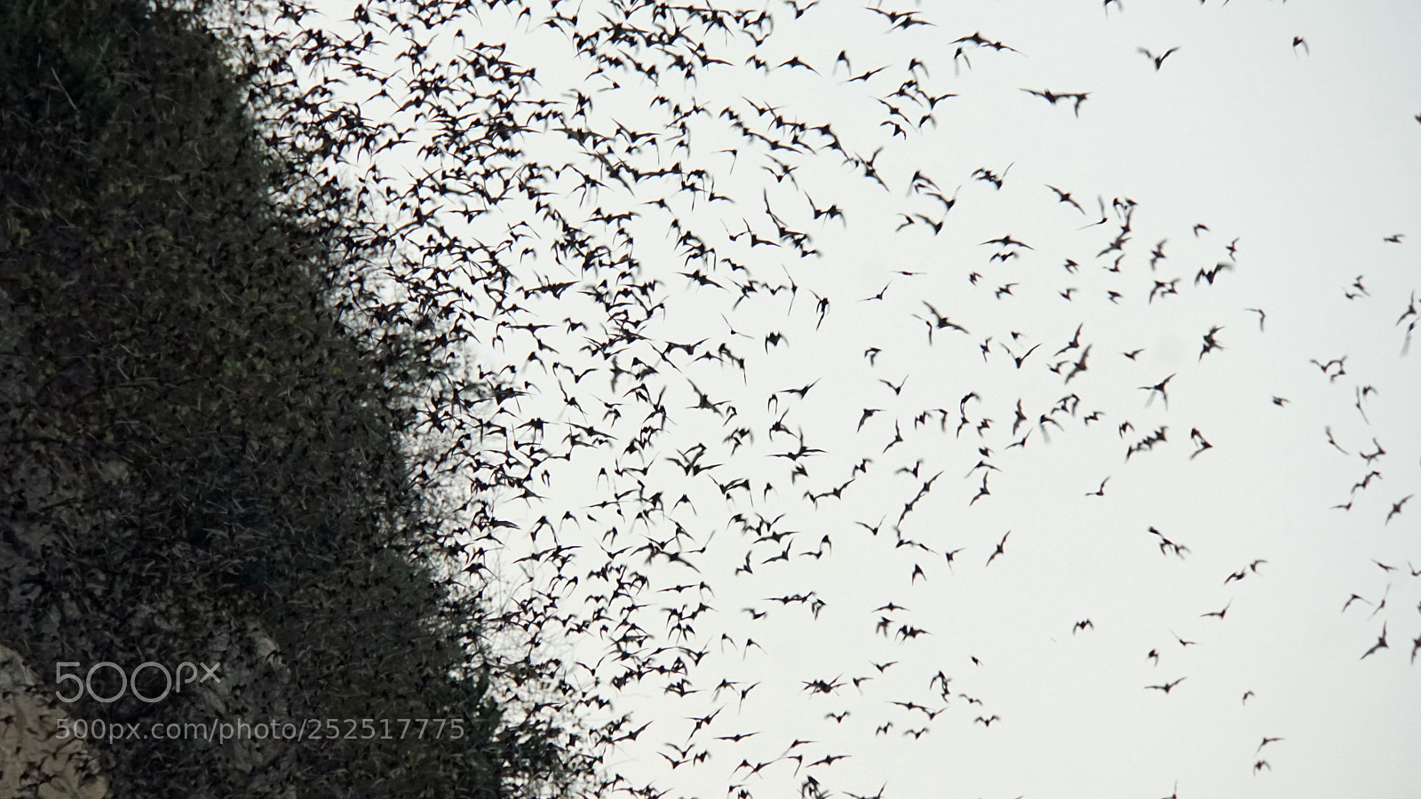 Sony a6000 sample photo. Bats flying out of photography