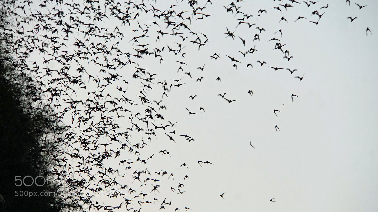 Sony a6000 sample photo. Bats flying out of photography
