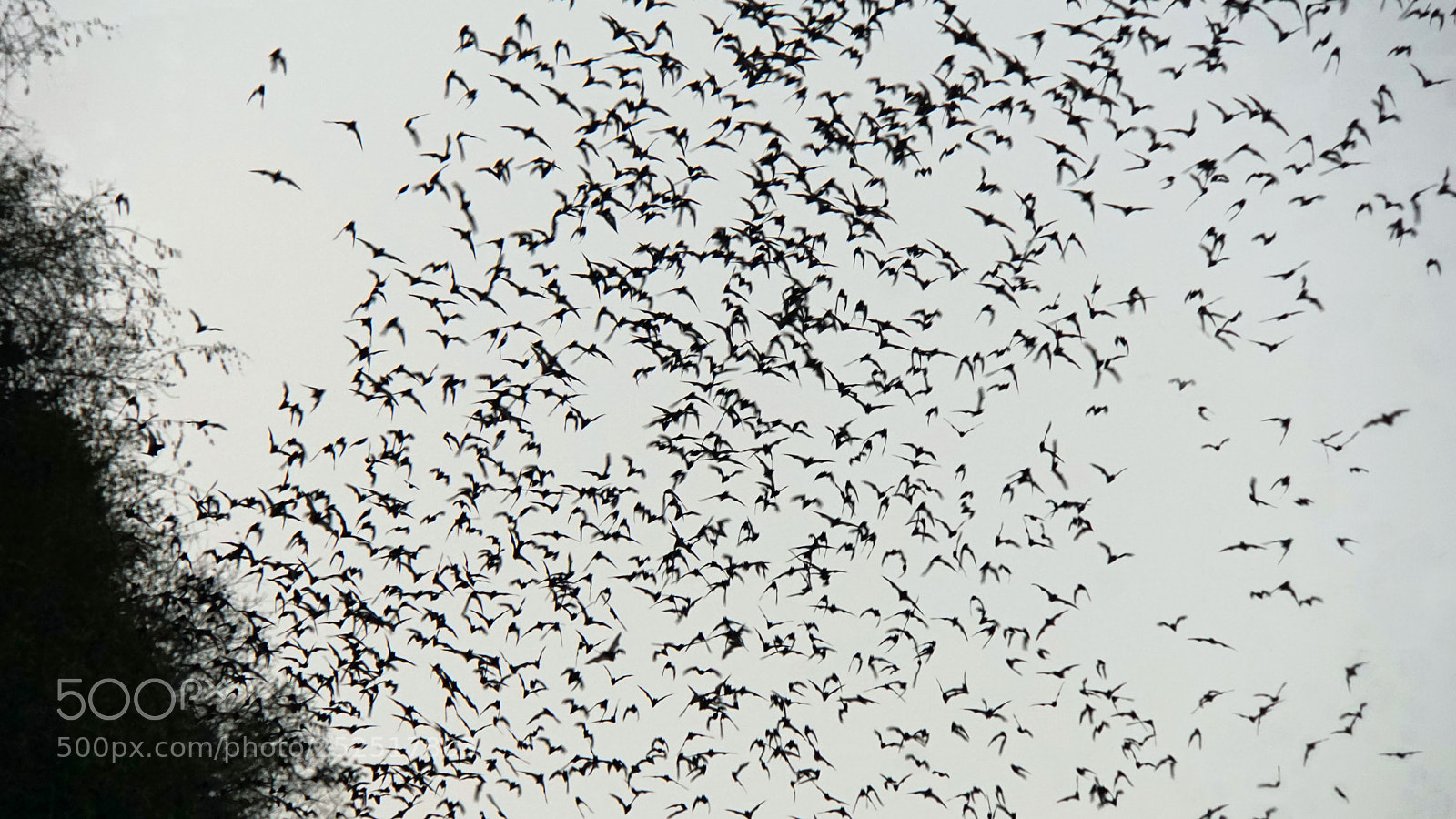 Sony a6000 sample photo. Bats flying out of photography