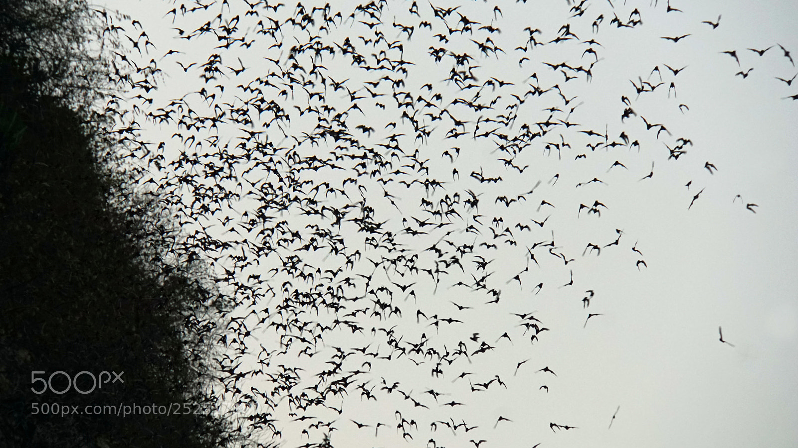 Sony a6000 sample photo. Bats flying out of photography