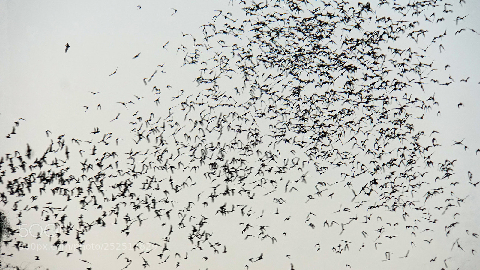Sony a6000 sample photo. Bats flying out of photography