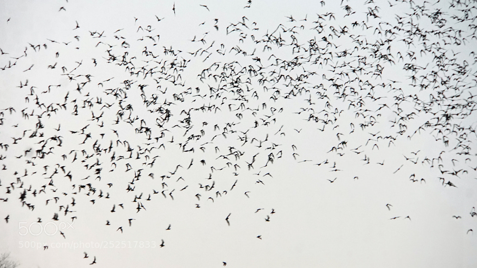 Sony a6000 sample photo. Bats flying out of photography