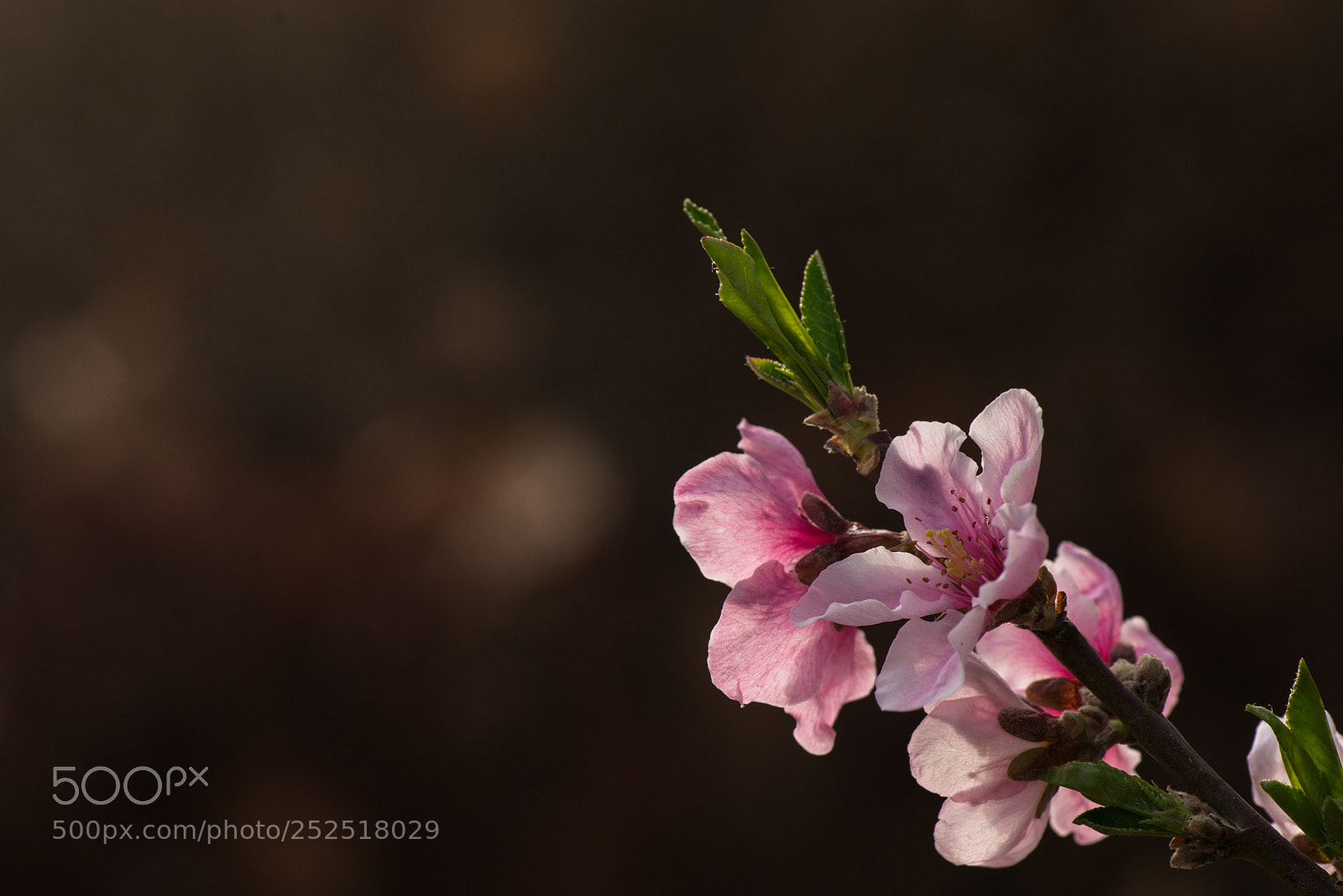 Nikon D800E sample photo. Peach blossom photography