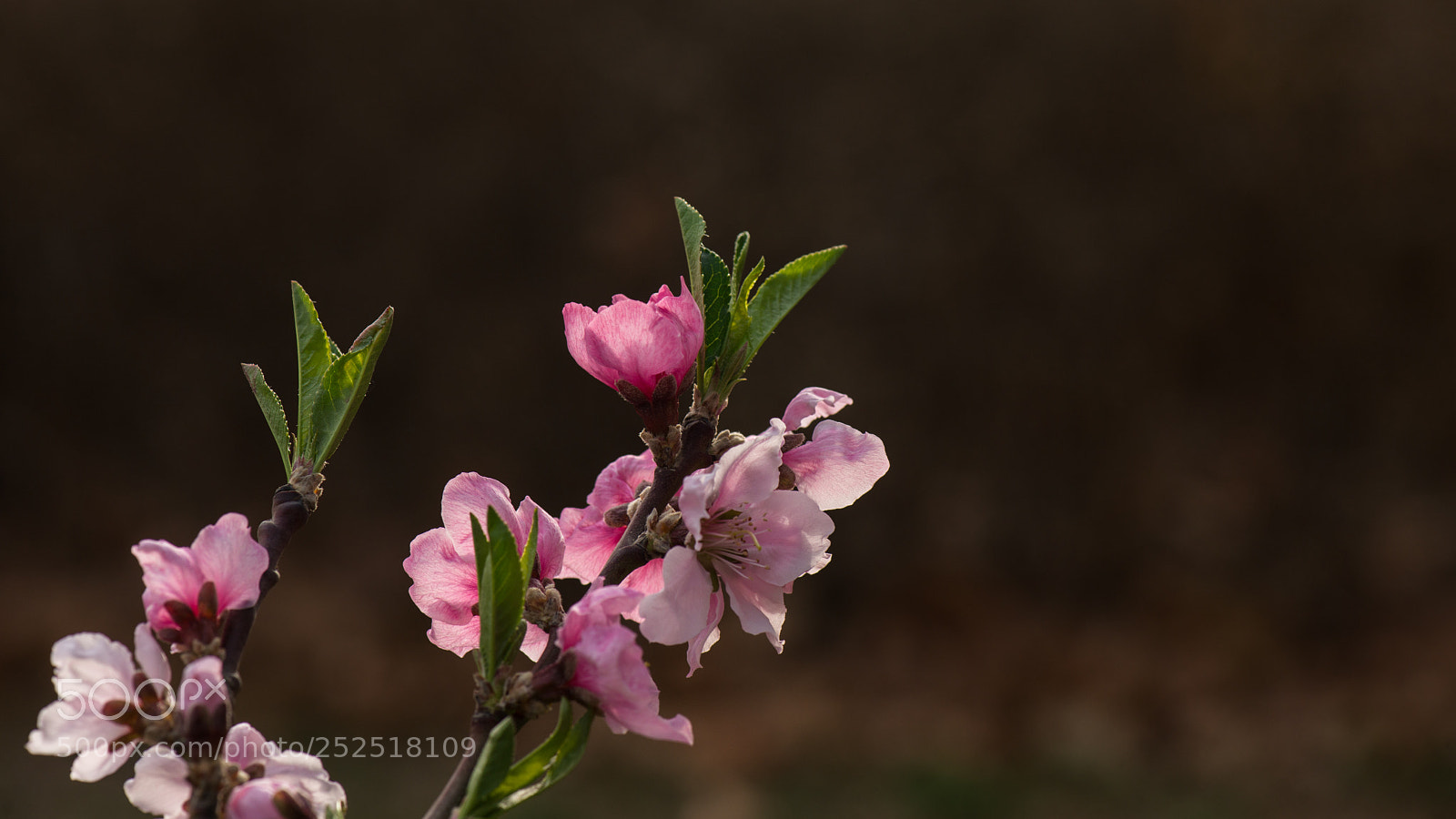 Nikon D800E sample photo. Peach blossom photography