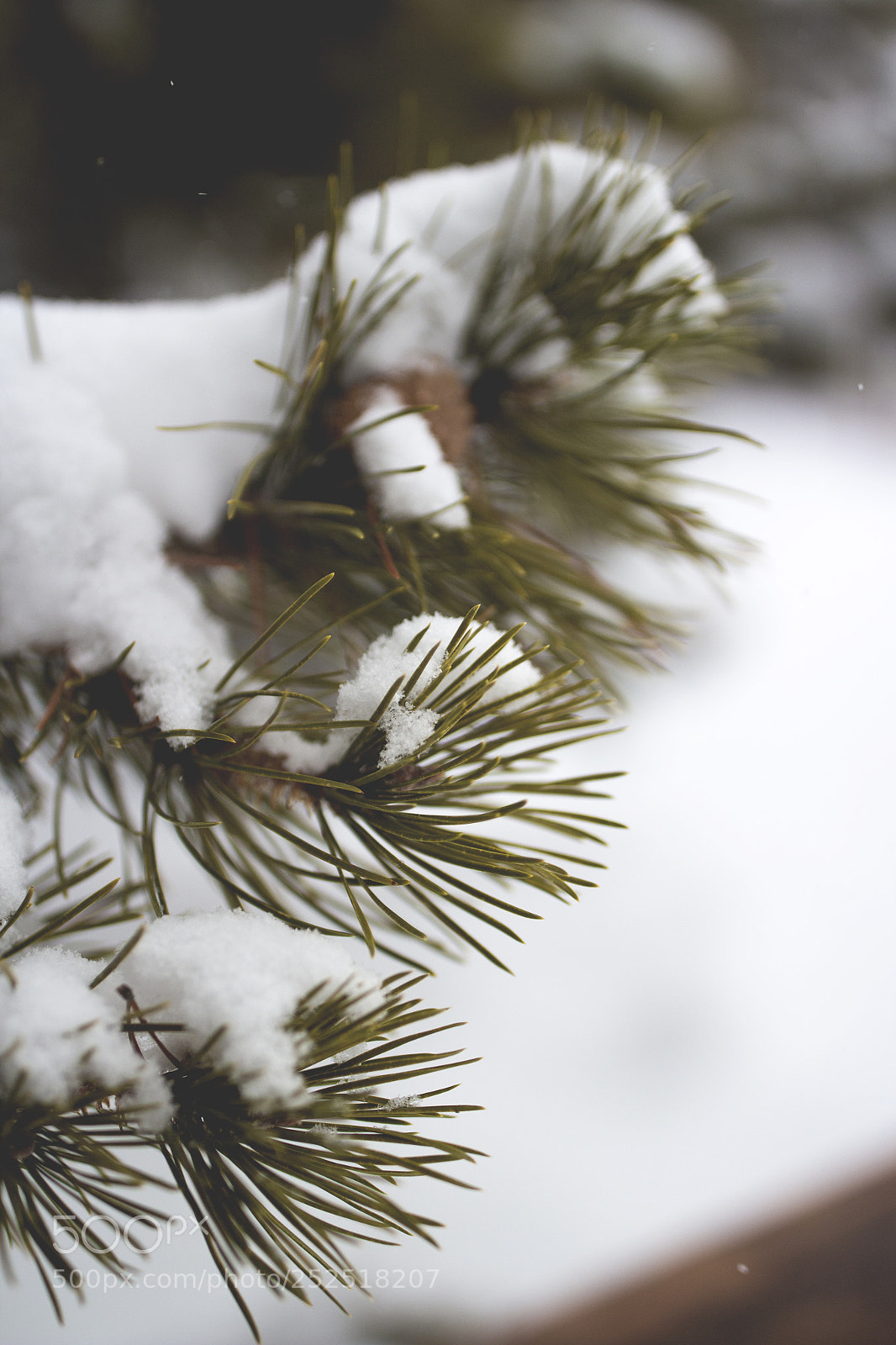 Canon EOS 650D (EOS Rebel T4i / EOS Kiss X6i) sample photo. Pines photography