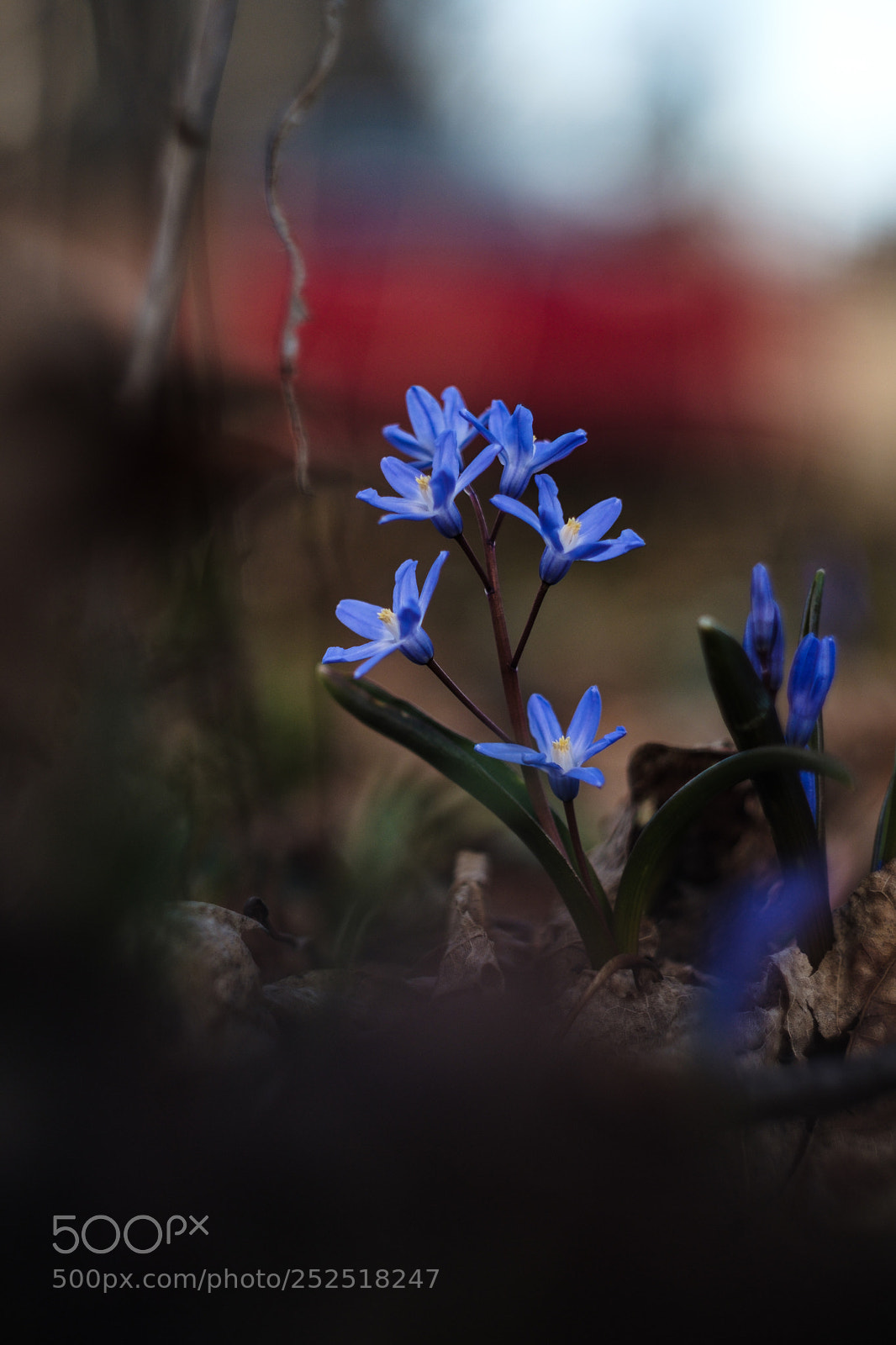 Fujifilm X-Pro2 sample photo. Bloom. photography