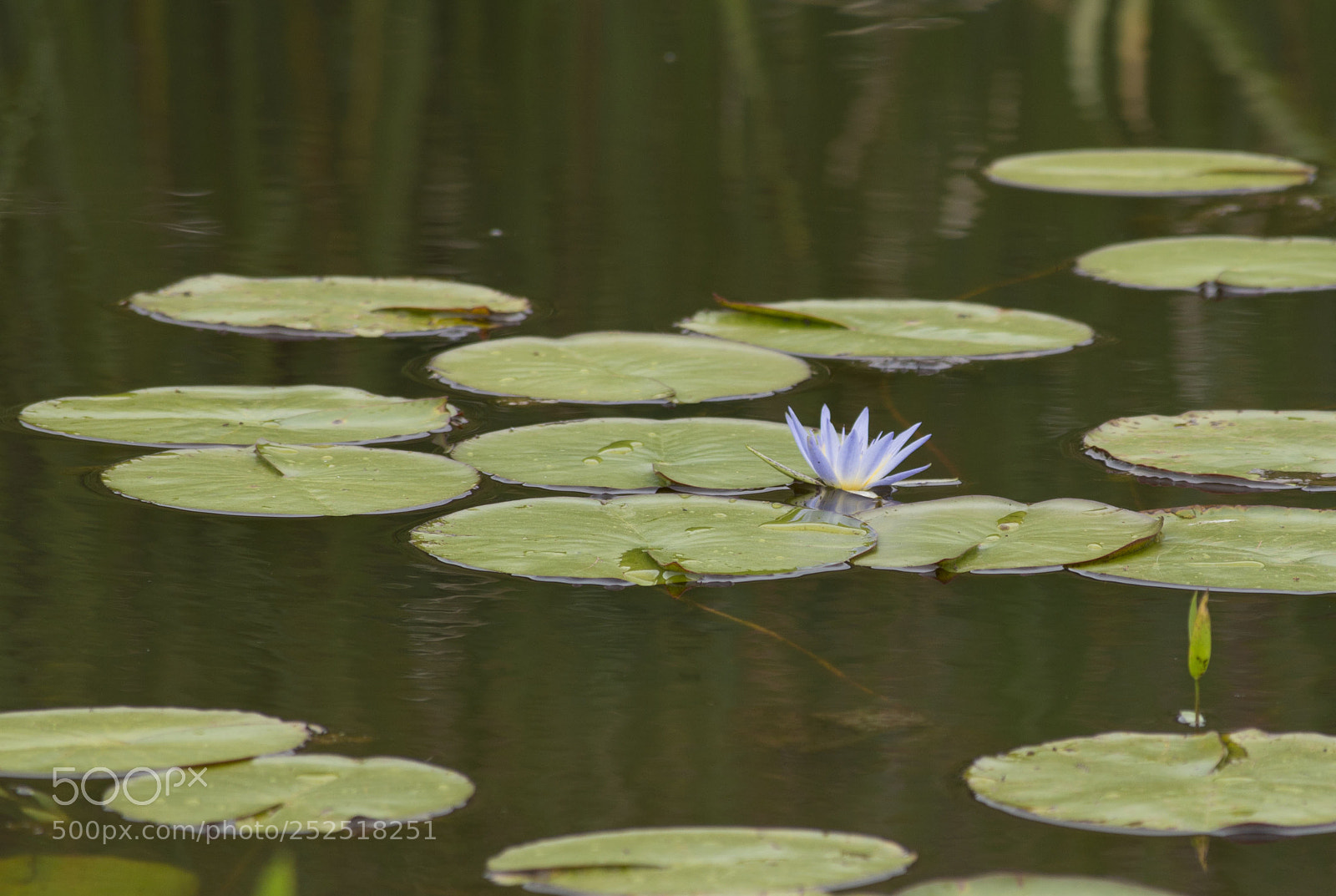 Nikon D3200 sample photo. Flor de lótus photography